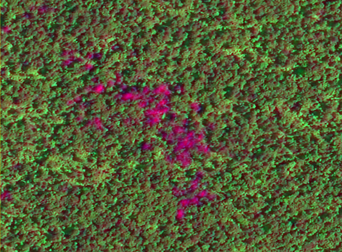 satellite remote sensing in forestry